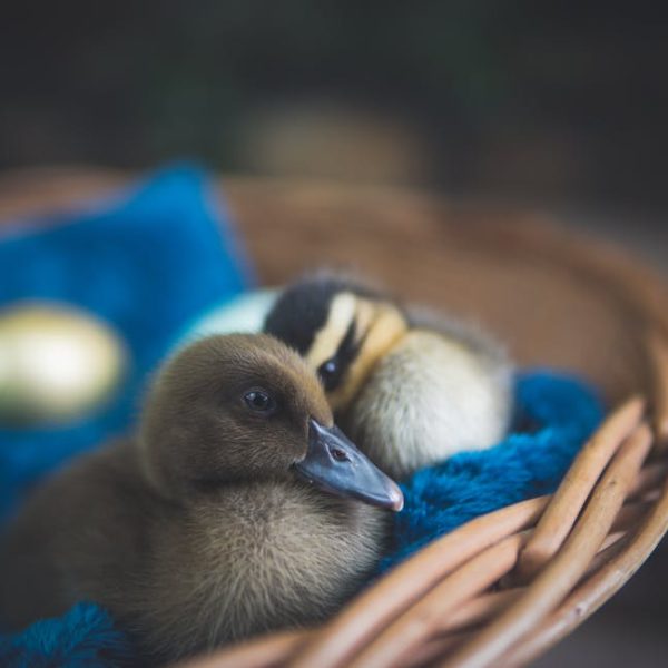 Two ducklings rest on a blue cloth inside a wicker basket, with colored egg-shaped objects nearby.