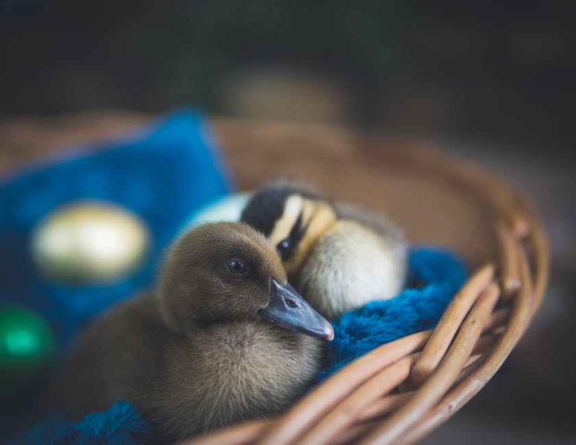 Two ducklings rest on a blue cloth inside a wicker basket, with colored egg-shaped objects nearby.