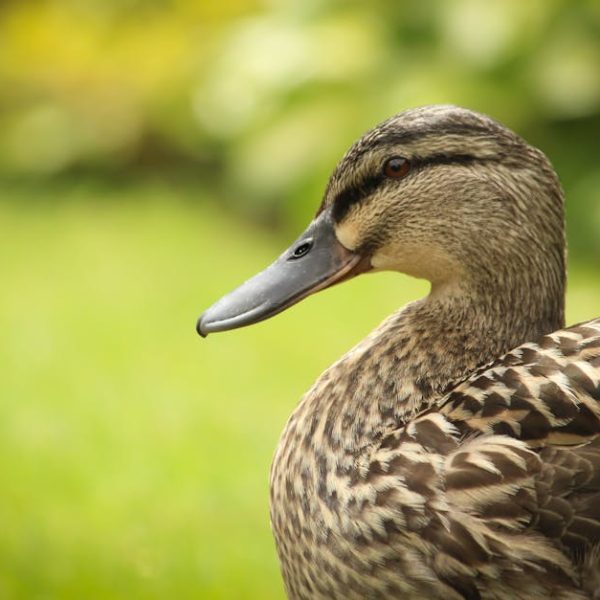 Close-up of a brown mallard duck with patterned feathers, standing on green grass with a blurred background.