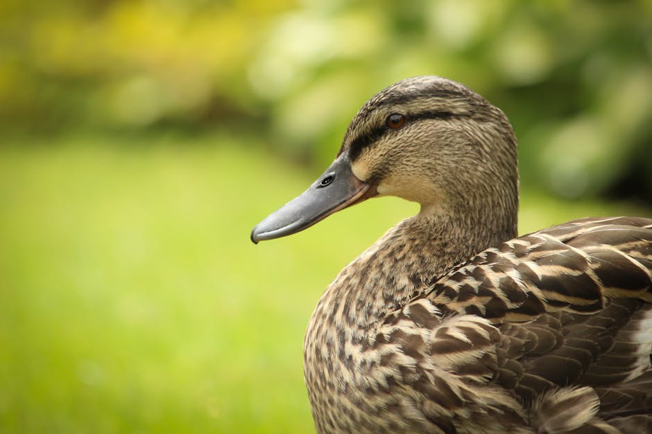 Close-up of a brown mallard duck with patterned feathers, standing on green grass with a blurred background.
