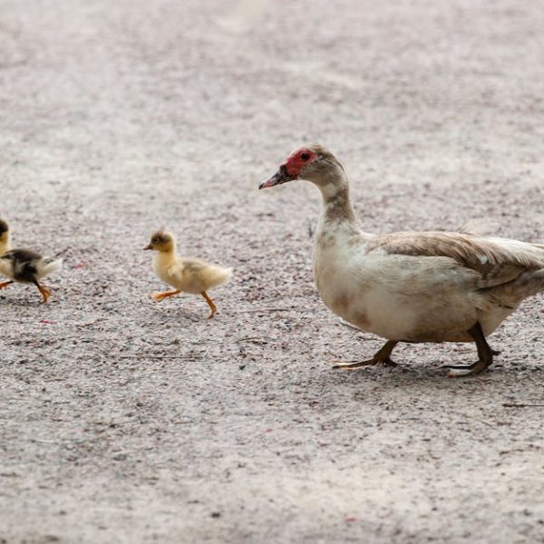 An adult duck walks on gravel followed by three ducklings in a line.