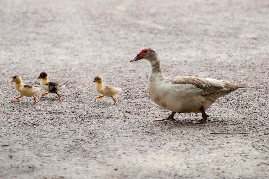 An adult duck walks on gravel followed by three ducklings in a line.