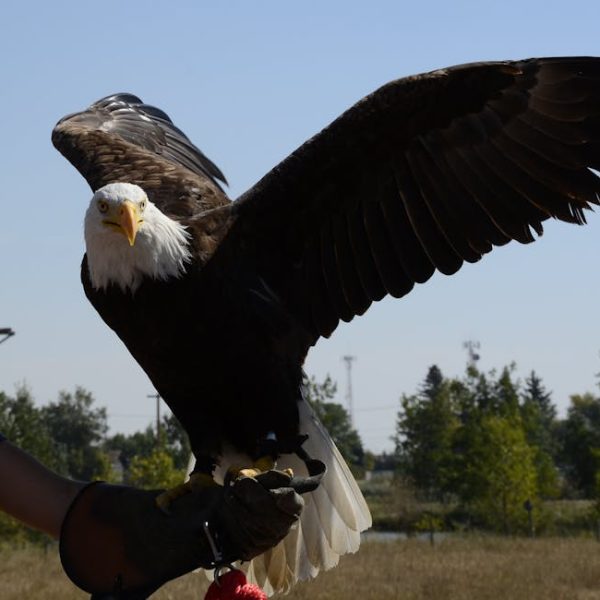 A bald eagle with its wings spread perched on a gloved person's arm outdoors during daytime.