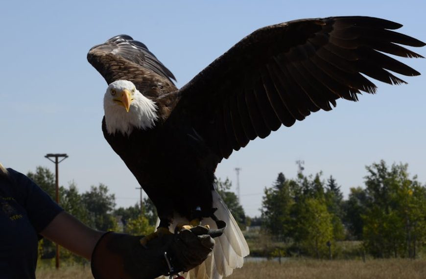 A bald eagle with its wings spread perched on a gloved person's arm outdoors during daytime.