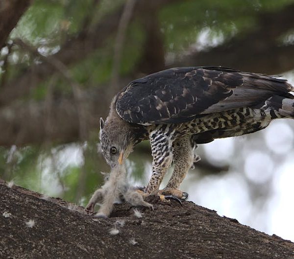 A large bird of prey stands on a tree branch, feeding on a small animal, with its beak lowered toward its prey.