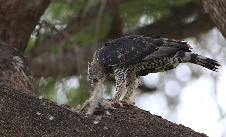 A large bird of prey stands on a tree branch, feeding on a small animal, with its beak lowered toward its prey.