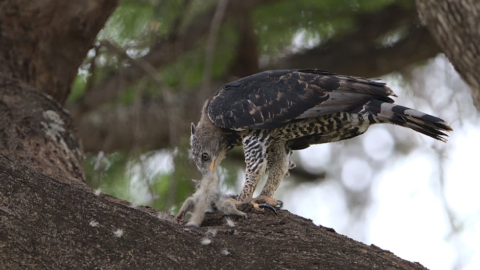 A large bird of prey stands on a tree branch, feeding on a small animal, with its beak lowered toward its prey.