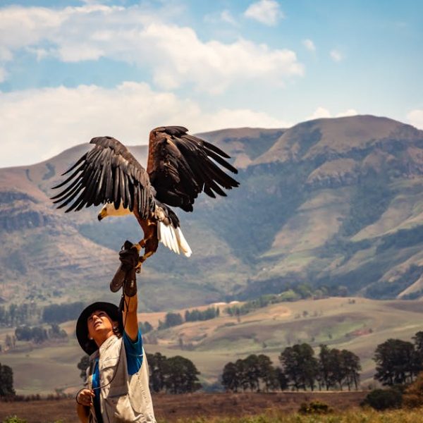 A person wearing a hat holds a large bird of prey on their gloved arm outdoors, with mountains and trees visible in the background.