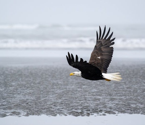 A bald eagle flies low over a sandy, wet beach with ocean waves in the background under a cloudy sky.