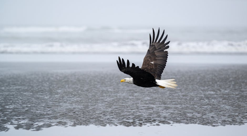 A bald eagle flies low over a sandy, wet beach with ocean waves in the background under a cloudy sky.