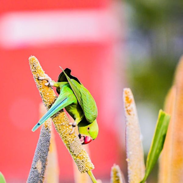 A green parrot is perched on a millet stalk, eating seeds, with a blurred red and green background.