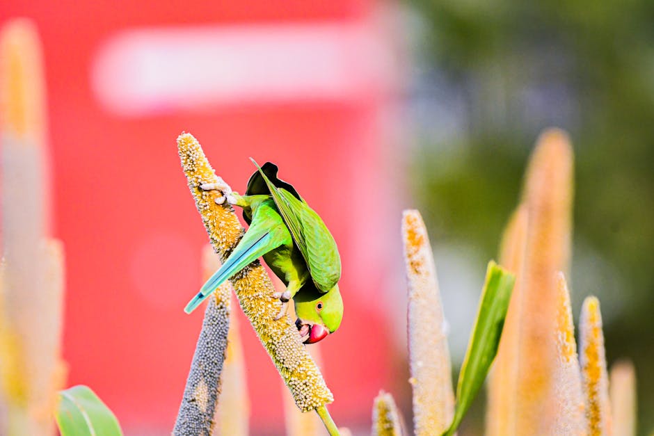 A green parrot is perched on a millet stalk, eating seeds, with a blurred red and green background.
