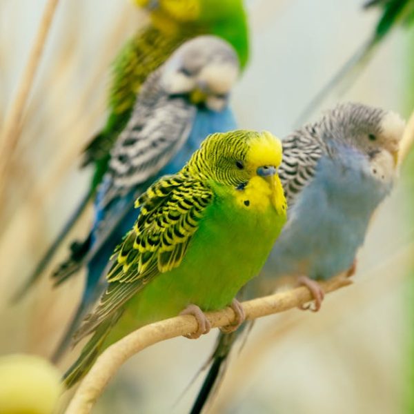 Four budgerigars of green, yellow, blue, and grey colors perch on a branch inside an enclosure, with a blurred background.