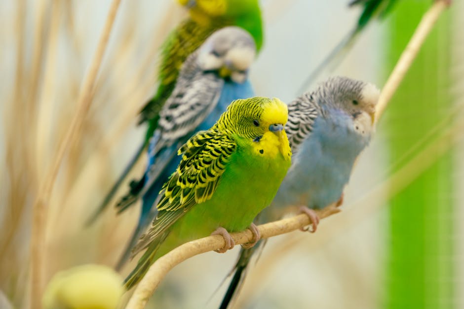 Four budgerigars of green, yellow, blue, and grey colors perch on a branch inside an enclosure, with a blurred background.