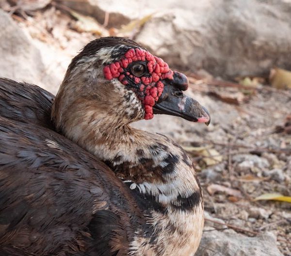 A close-up of a Muscovy duck with dark feathers and distinctive red facial caruncles, resting on a rocky, leaf-strewn ground.