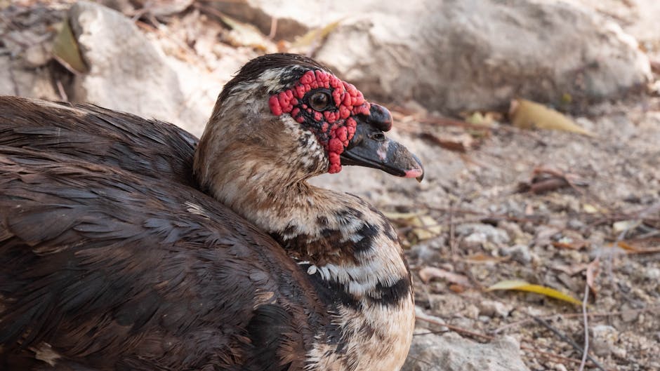 A close-up of a Muscovy duck with dark feathers and distinctive red facial caruncles, resting on a rocky, leaf-strewn ground.