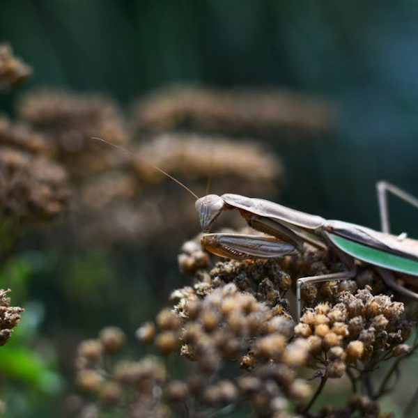 A close-up of a praying mantis perched on brown, dried flowers with a blurred green background.