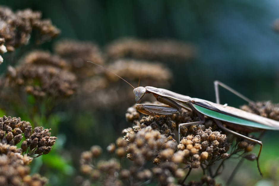 A close-up of a praying mantis perched on brown, dried flowers with a blurred green background.