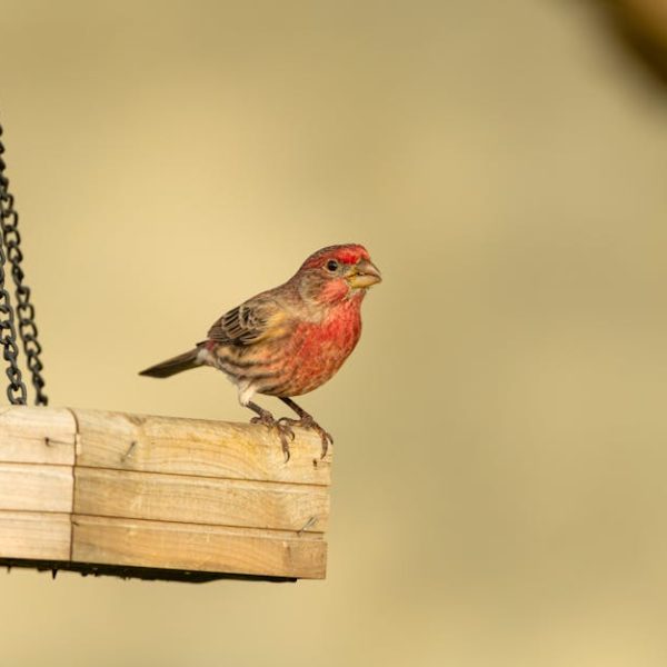 A small bird with red feathers on its chest and head is perched on the edge of a wooden platform suspended by two chains.
