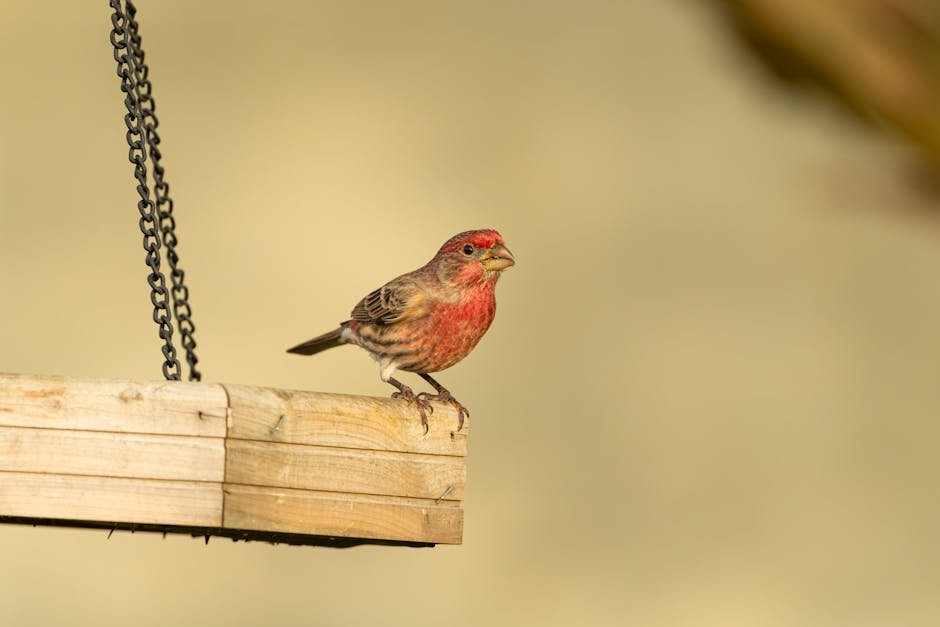 A small bird with red feathers on its chest and head is perched on the edge of a wooden platform suspended by two chains.