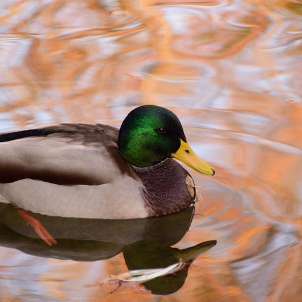 A male mallard duck with a green head swims on calm water reflecting autumn colors.