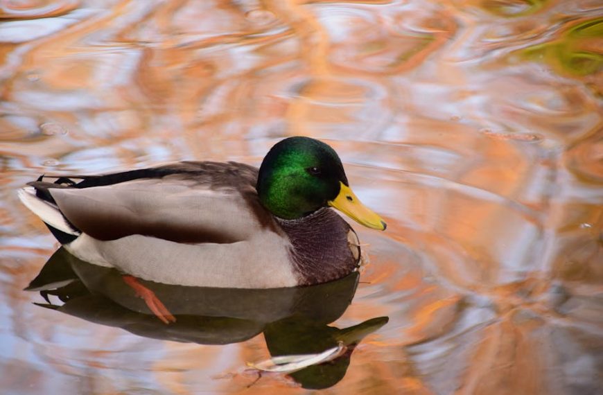 A male mallard duck with a green head swims on calm water reflecting autumn colors.