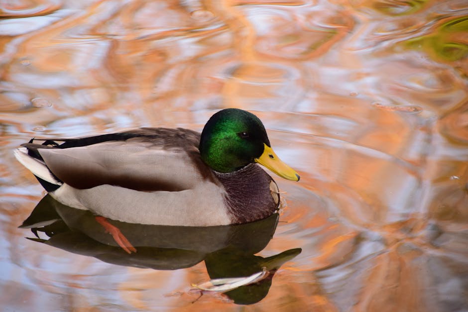 A male mallard duck with a green head swims on calm water reflecting autumn colors.