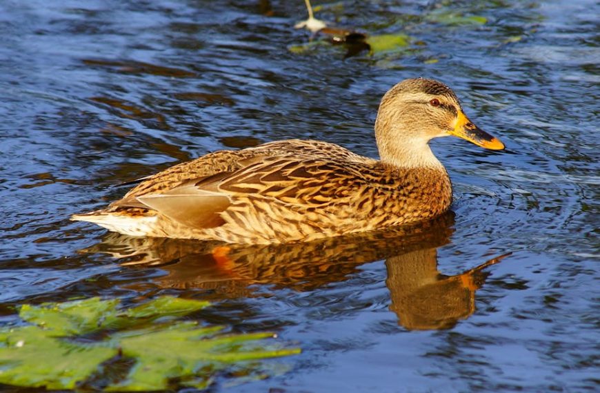 A brown duck with patterned feathers swims on a blue body of water with green lily pads nearby.