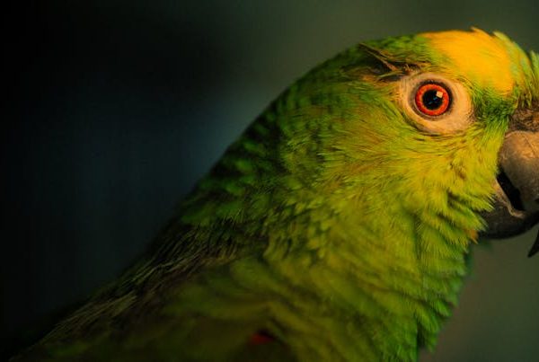 Close-up of a green parrot with yellow markings on its head and a curved beak, facing right against a dark background.