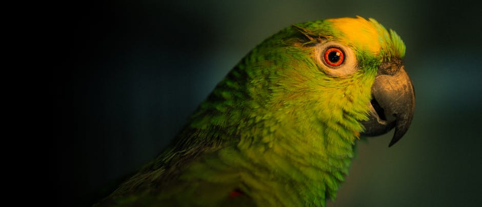 Close-up of a green parrot with yellow markings on its head and a curved beak, facing right against a dark background.