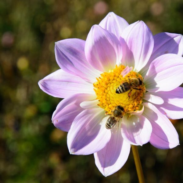 A close-up of a light purple and white flower with a yellow center, with two bees collecting pollen on its petals and center.