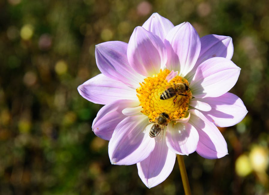A close-up of a light purple and white flower with a yellow center, with two bees collecting pollen on its petals and center.