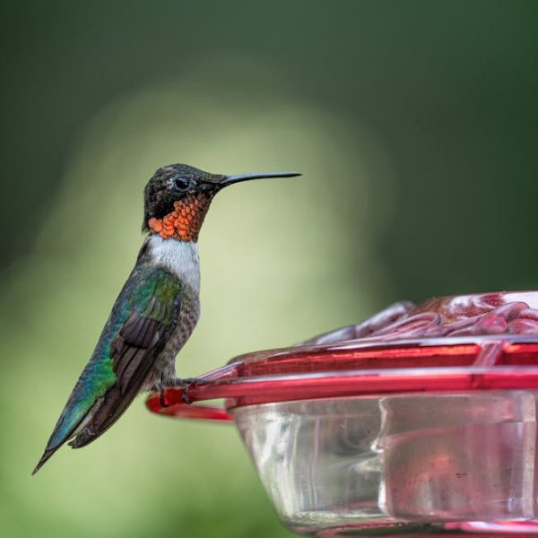 A hummingbird with iridescent green and red feathers perches on the edge of a red and clear plastic feeder against a blurred green background.