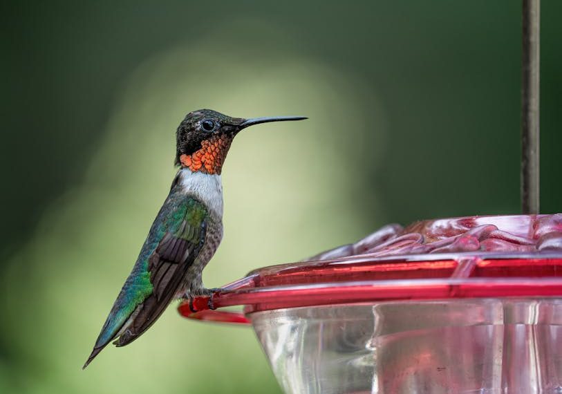 A hummingbird with iridescent green and red feathers perches on the edge of a red and clear plastic feeder against a blurred green background.