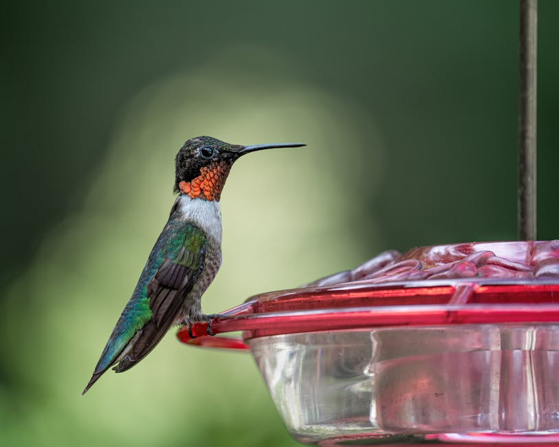 A hummingbird with iridescent green and red feathers perches on the edge of a red and clear plastic feeder against a blurred green background.