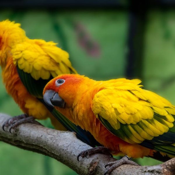 Two vibrant yellow and orange parrots with green-tipped wings perch on a branch against a blurred green background.