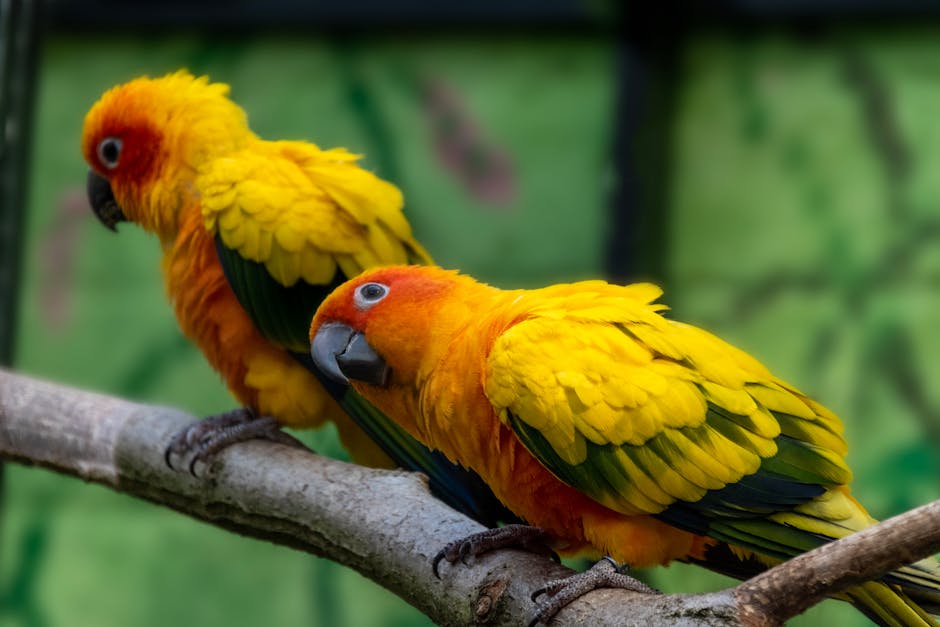 Two vibrant yellow and orange parrots with green-tipped wings perch on a branch against a blurred green background.