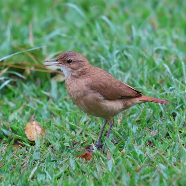 A small brown bird standing on green grass with its beak slightly open.