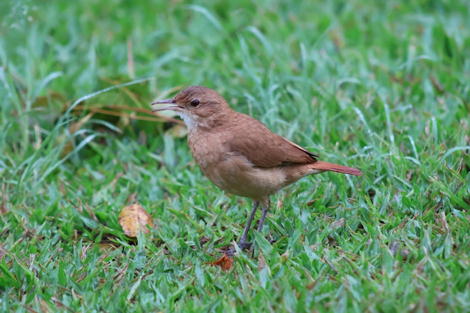 A small brown bird standing on green grass with its beak slightly open.