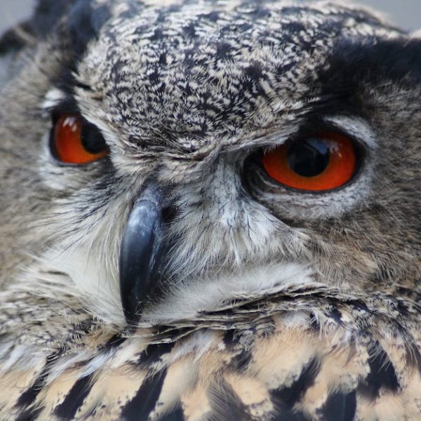 Close-up of an owl’s face, showing its orange eyes, black beak, and detailed brown and white feathers.