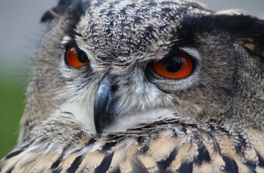 Close-up of an owl’s face, showing its orange eyes, black beak, and detailed brown and white feathers.