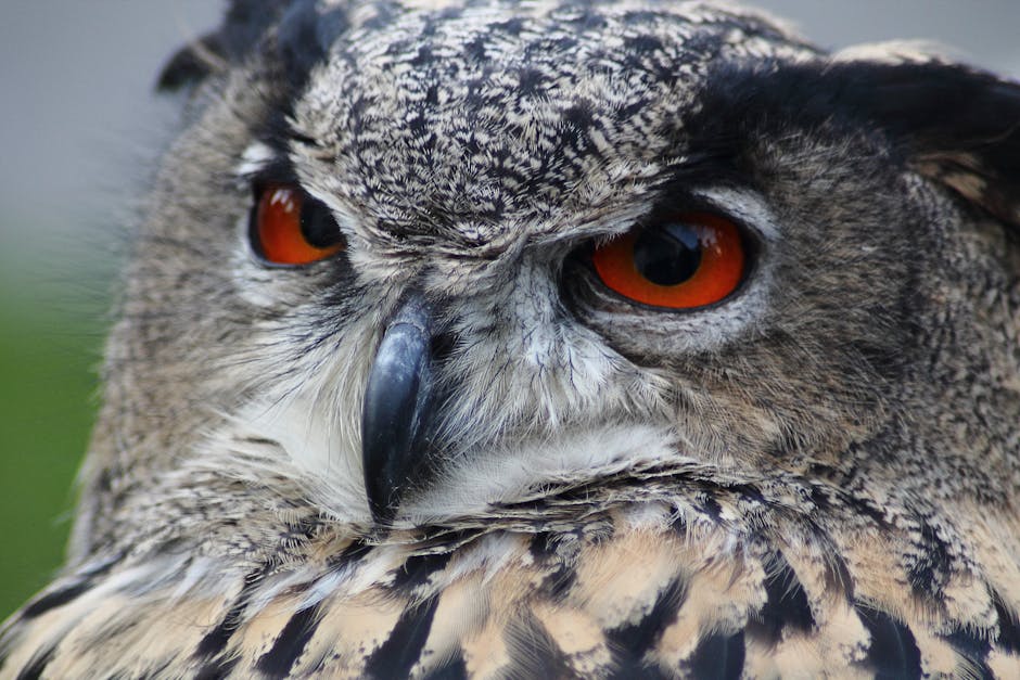 Close-up of an owl’s face, showing its orange eyes, black beak, and detailed brown and white feathers.