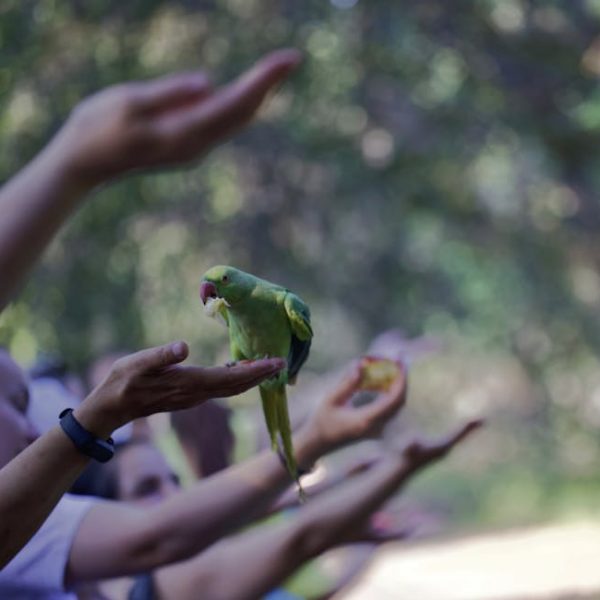 Several people hold out their hands while a green parrot perches and eats from one person's palm, with a blurred outdoor background.