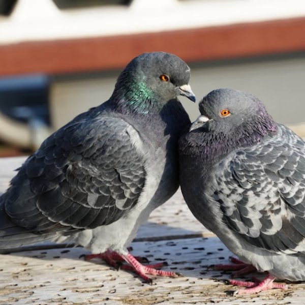 Two grey pigeons with iridescent neck feathers stand close together on a wooden surface outdoors.