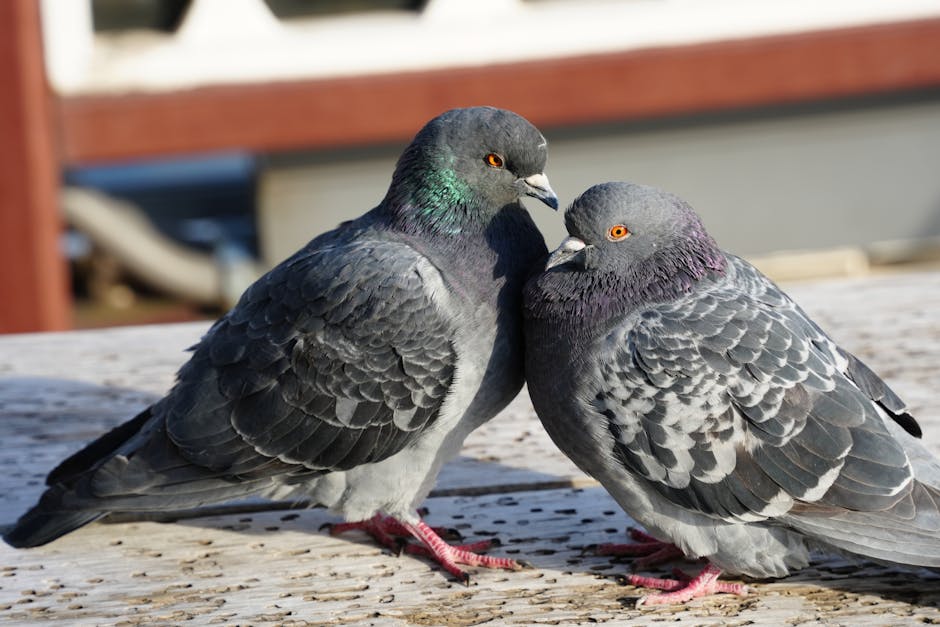 Two grey pigeons with iridescent neck feathers stand close together on a wooden surface outdoors.