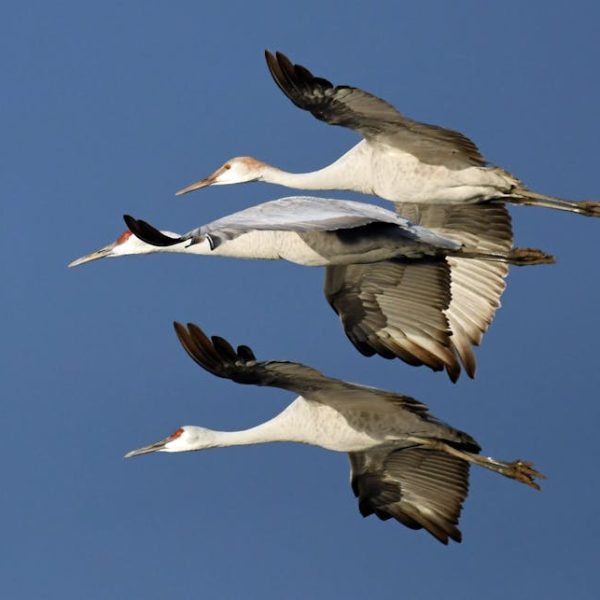 Three large birds with long necks and legs fly in formation against a clear blue sky, wings outstretched and beaks pointed forward.