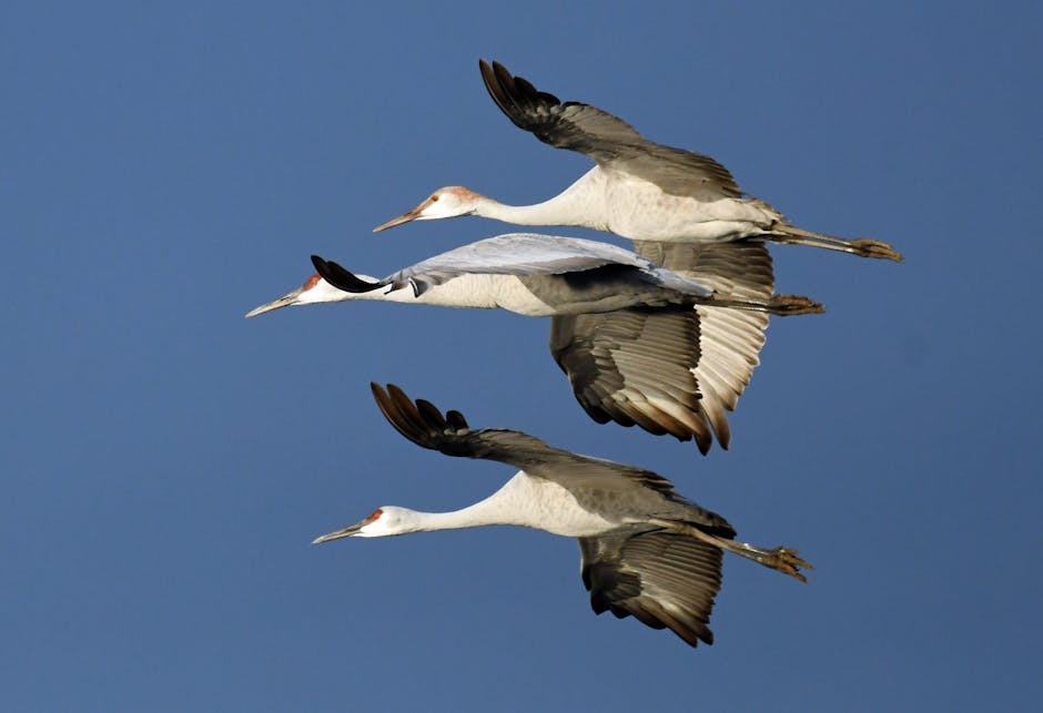 Three large birds with long necks and legs fly in formation against a clear blue sky, wings outstretched and beaks pointed forward.