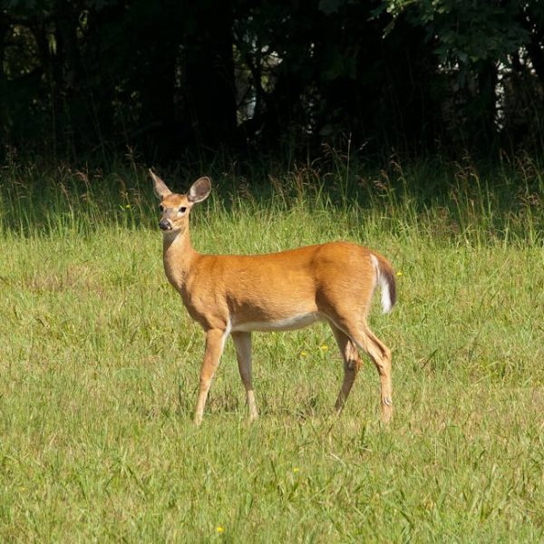 A deer stands alert in a grassy field with trees in the background under daylight.