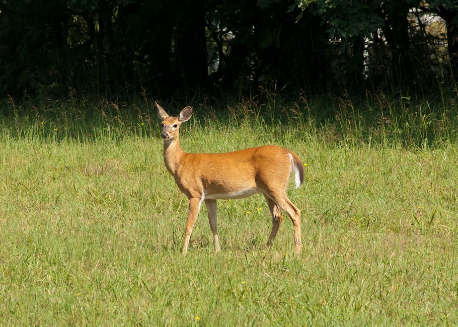 A deer stands alert in a grassy field with trees in the background under daylight.