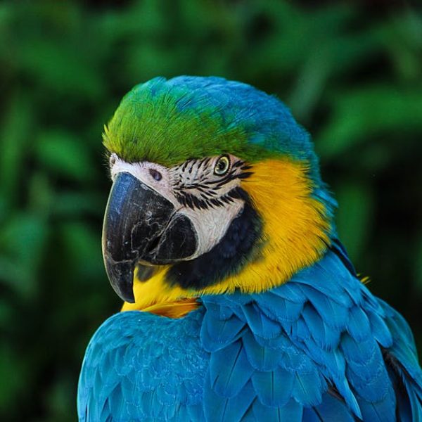 A close-up of a blue and yellow macaw parrot with green foliage in the background.